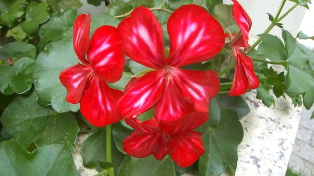 Gerânio e sua Variedade de Cores