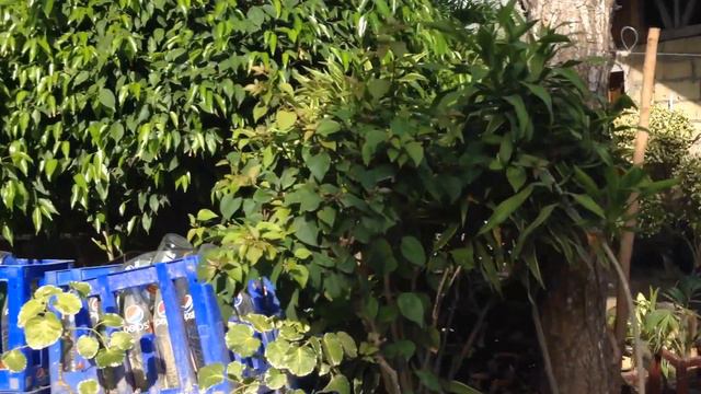 Палангау №2