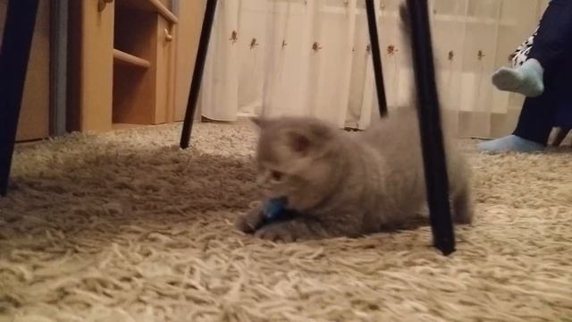 Scottish Straight Girl Kitten Playing With Yarn