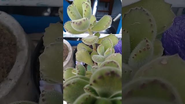 Suculenta Pata De Urso Vcs Conhece?...