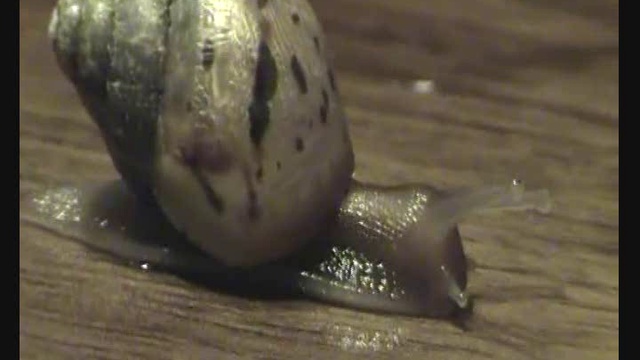 африканская улитка