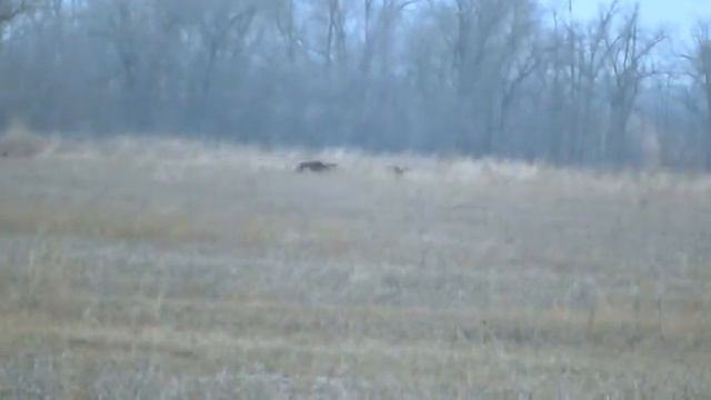 Заветное Грейхаунды