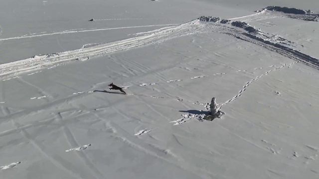 Эрдельтерьер Ральф - ПСС