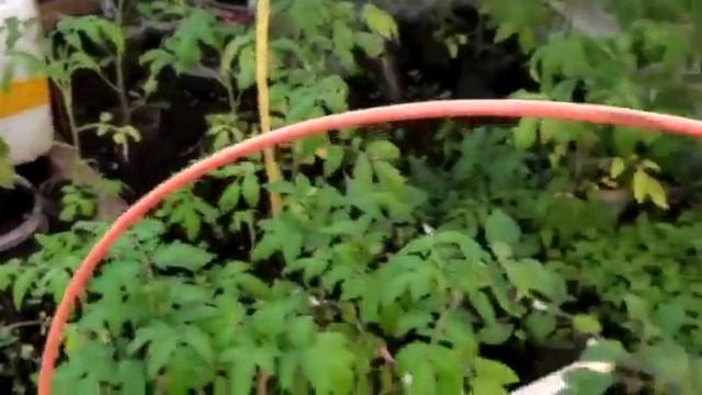 Обзор рассады в холодной теплице. 11 апреля .