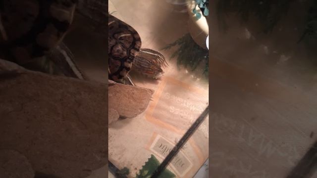 Красноухая черепаха - кормление.