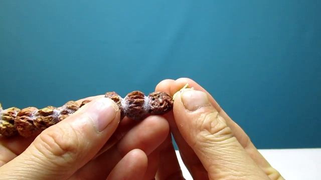 Сделал забавную гусеничку. ПРИКОЛЬНАЯ ПОДЕЛКА В ДЕТСКИЙ САД!