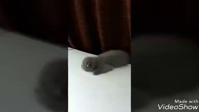 Как спят кошки котята