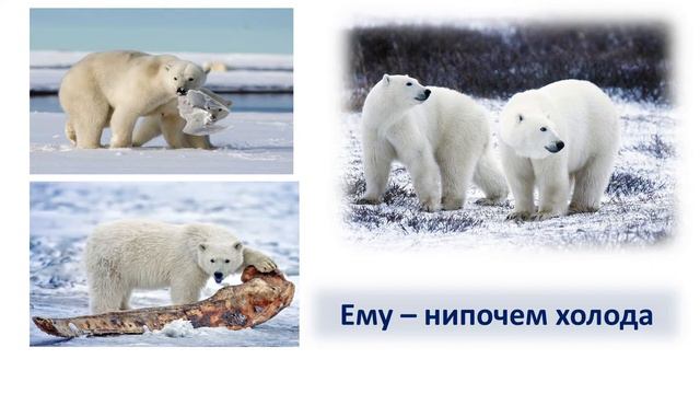 Белые медведи.  Экопутешествие