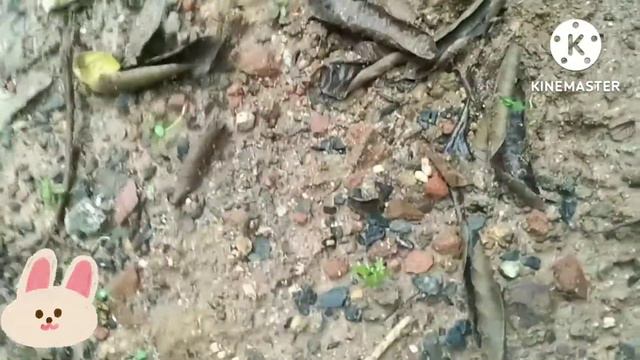 Selaginella Plants, Amar Sanjiwani Booti Plants Are Amazing