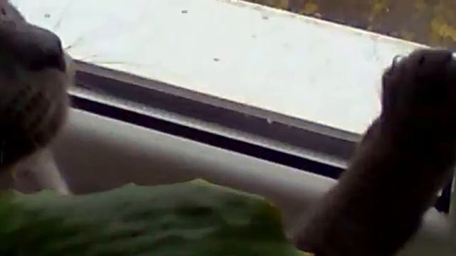 говорящий с голубями