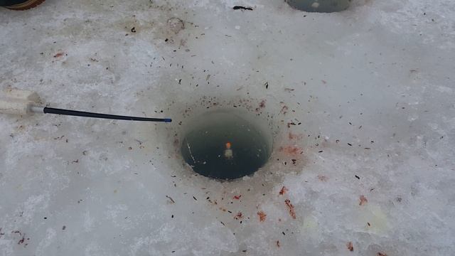 Суперский клёв леща в Ихтиологе днём 7 февраля 2019