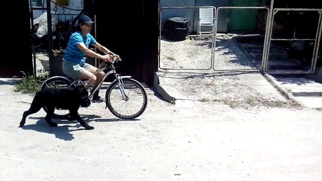 п-к Роман-Кош.Утро Пульки. Цирцее 8 мес  Велопробежка. Роман-Кош. 10.06.21г. дочь РК Урсола и Флори