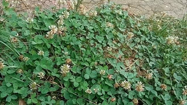 88889c8af9ddbb66940ba0f022b9661c