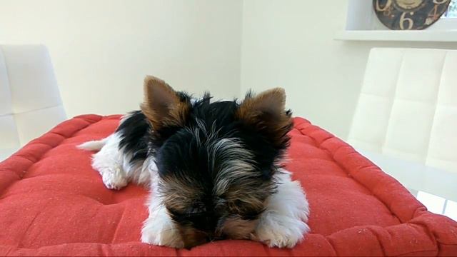 A4705e0c3ce6d8c18dbb8f14a5f337ce