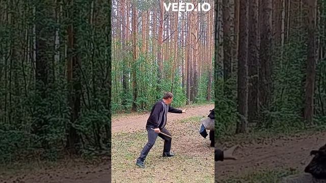 Русский чёрный терьер. Защита. Агрессия - хватка - переключение на себя.