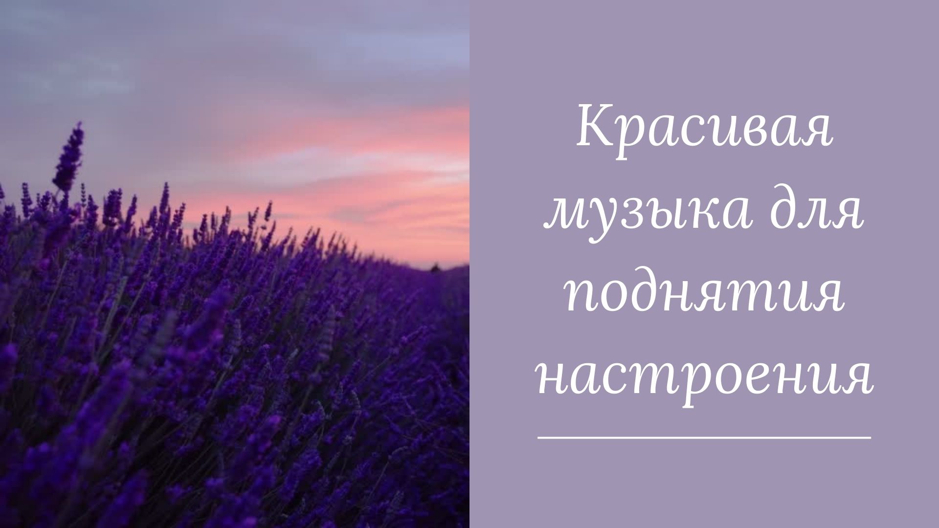 Лавандовые поля под спокойную музыку