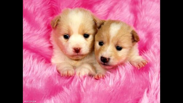 подборка фото собак