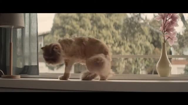 9 жизней за Toyota Corolla