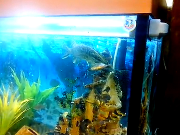 как щука карася заглотила