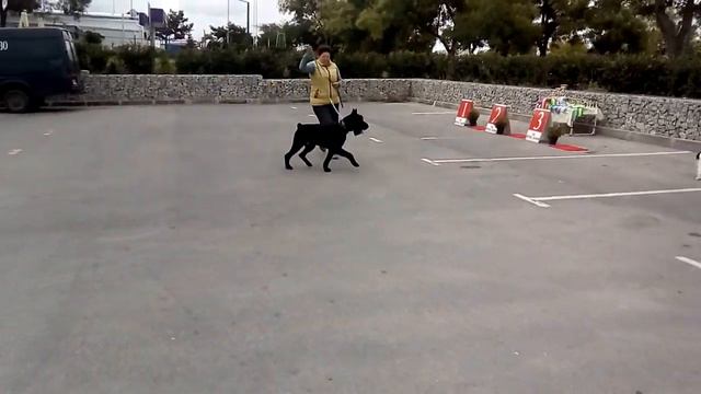 п-к Роман-Кош. Ринг с Аней РК Улан-Батора. Тренинг перед в-кой Лазурный берег 21. Учкуевка. 26.09.2