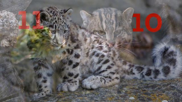 Онлайн-викторина 