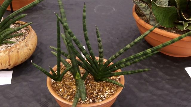 BCSS National Show 2022 Classes 122-126