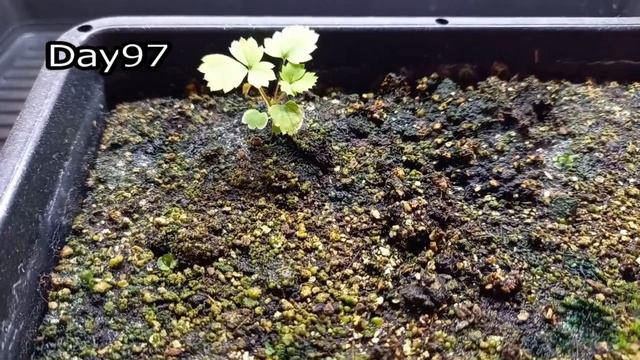 コンビニで買った【冷凍ブラックベリー】は発芽するか試してみた｜Tried Frozen Blackberries To See If They Would Germinate.
