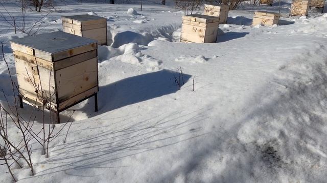 РАННИЙ ОБЛЁТ ПЧЁЛ В 2021! ЭКО-ПАСЕКИ