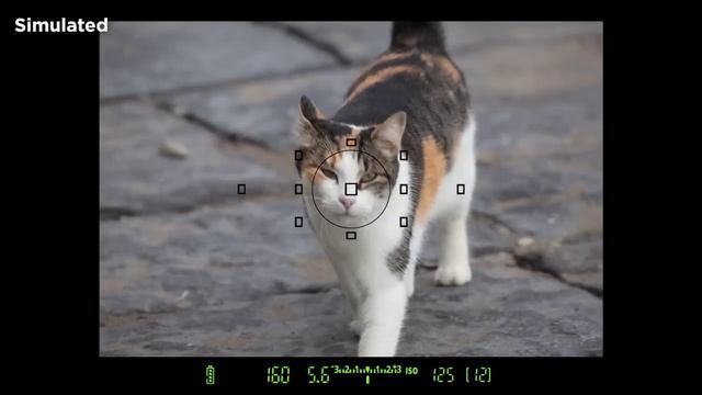 Canon EOS 6D Basic Auto Focus System