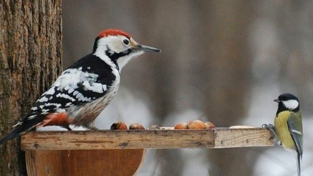 «Непоседа, невеличка – желтогрудая синичка»