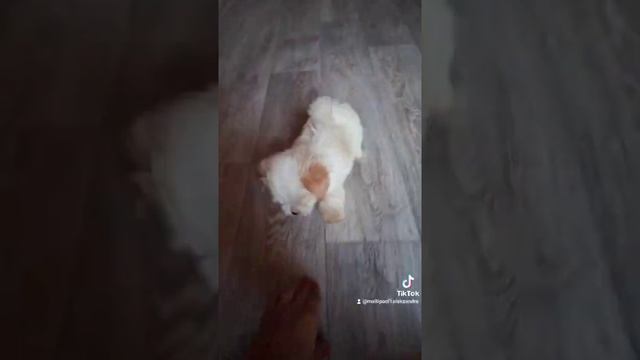 мальтипу Ф1 Микро размер