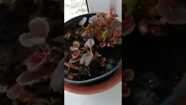 Бегония на подоконнике. Сохраняем однолетнюю бегонию. Бегония вечноцветущая. Часть 2.