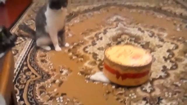 Шок у кота