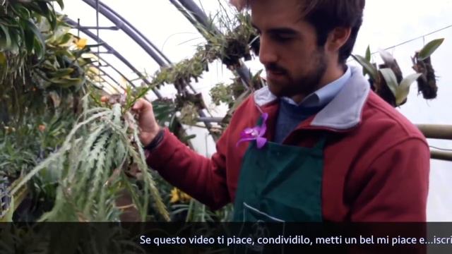 Lockhartia Oerstedii Un'orchidea Poco Conosciuta