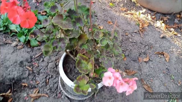 Пеларгония Скарлетт Найт меняет цвет!? Почему...🤔🧐 неясно....