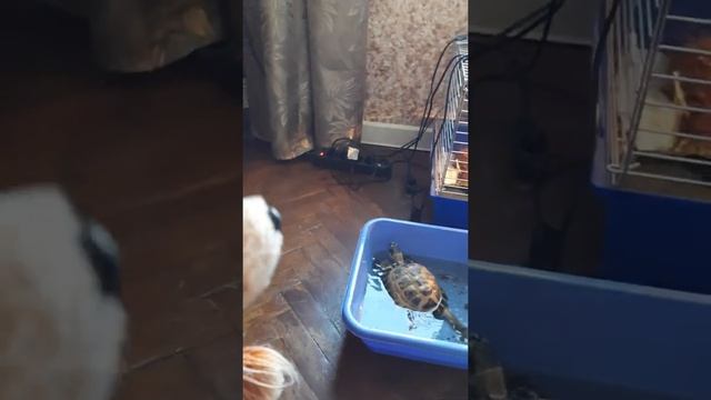 Как правильно купать черепаху?