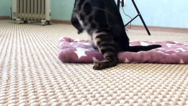 Бенгальские котята редких окрасов