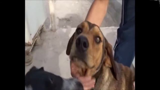 Freundlicher Junghund Sucht Ein Zuhause: Muesli