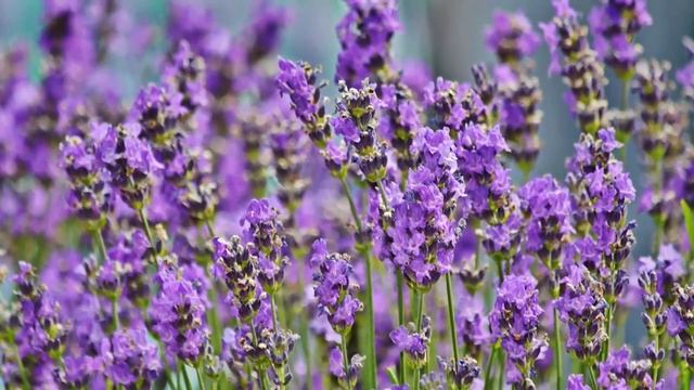 Я в восторге! Неземная Музыка Сергея Чекалина уносит вдаль к мечтам! Божественная красота цветов