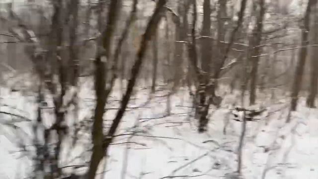 С первым днём зимы. Зимний лес. Классная погода.