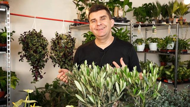 Moje Propozycje Roślin Na Taras. Jak Uprawiać Eukaliptusy, Oliwki I Mirty