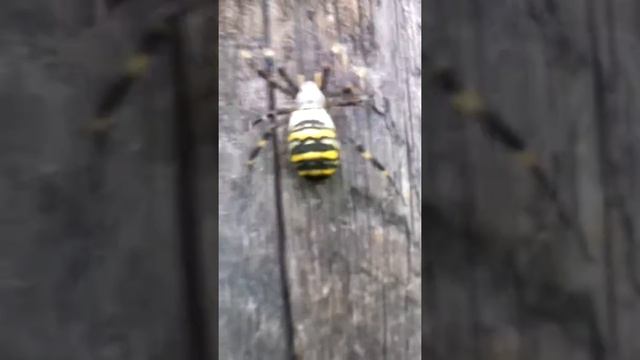 Что за паук ?