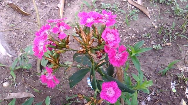 5a7797168c33087fabfb3f278ecf159c