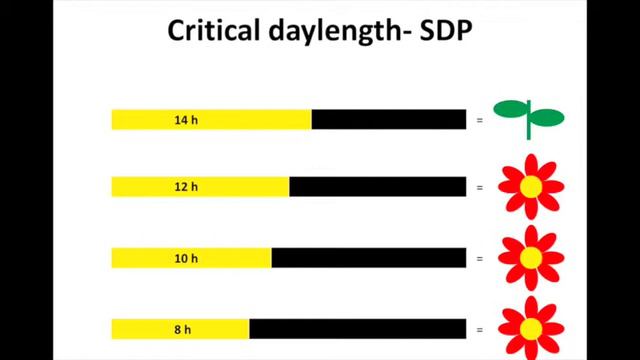 E-GRO Webinars - Photoperiod Strategies