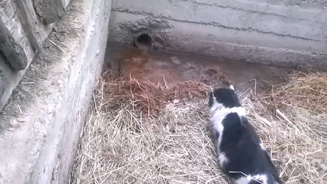 КОТ ПРОТИВ КРЫСЫ