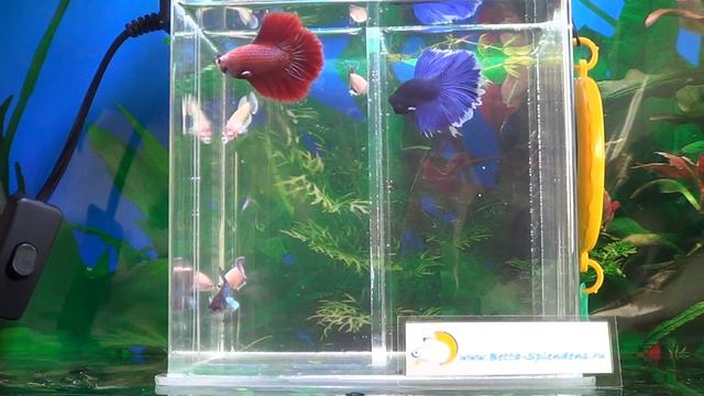 4793b46c311ad6bf6d73e04a0e5889d2