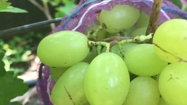 Гибридная форма Калугина Фаберже