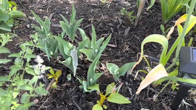 GARDEN TOUR🌸 Zone 4A In Early June 2023🌼front Yard 🌿Alliums 🌱 Purple Sensation Alliums