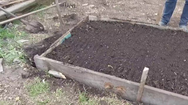 Сделал грядку. Пумба справился.