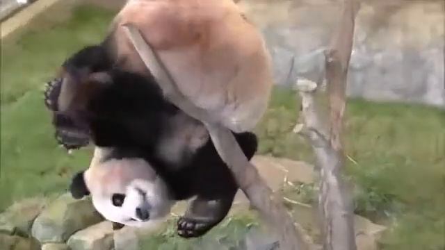 Прикол. Неуклюжая панда.